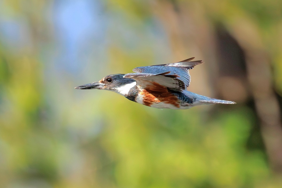 Belted Kingfisher - ML619626509