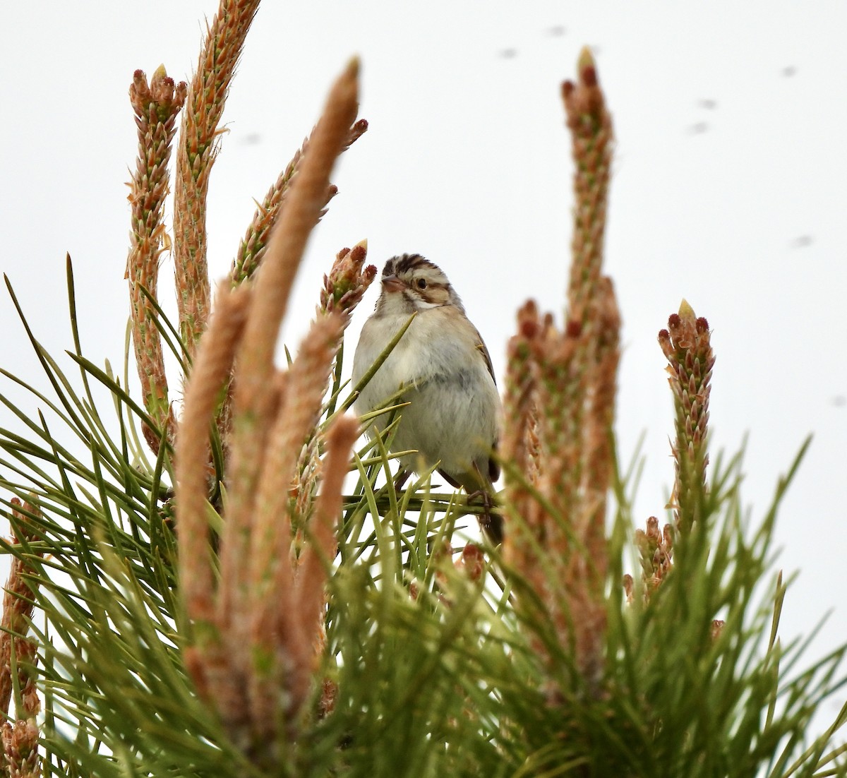 Clay-colored Sparrow - William McClellan