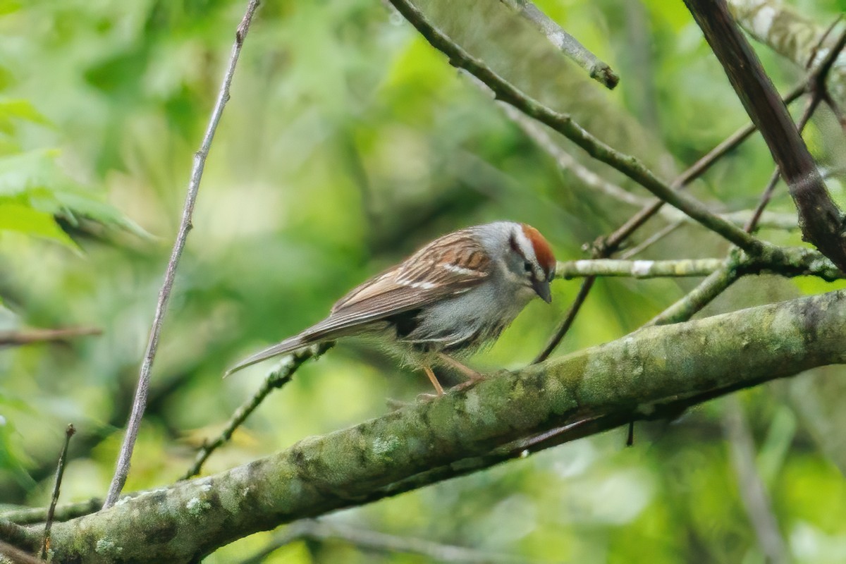 Chipping Sparrow - Samuel Schmidt