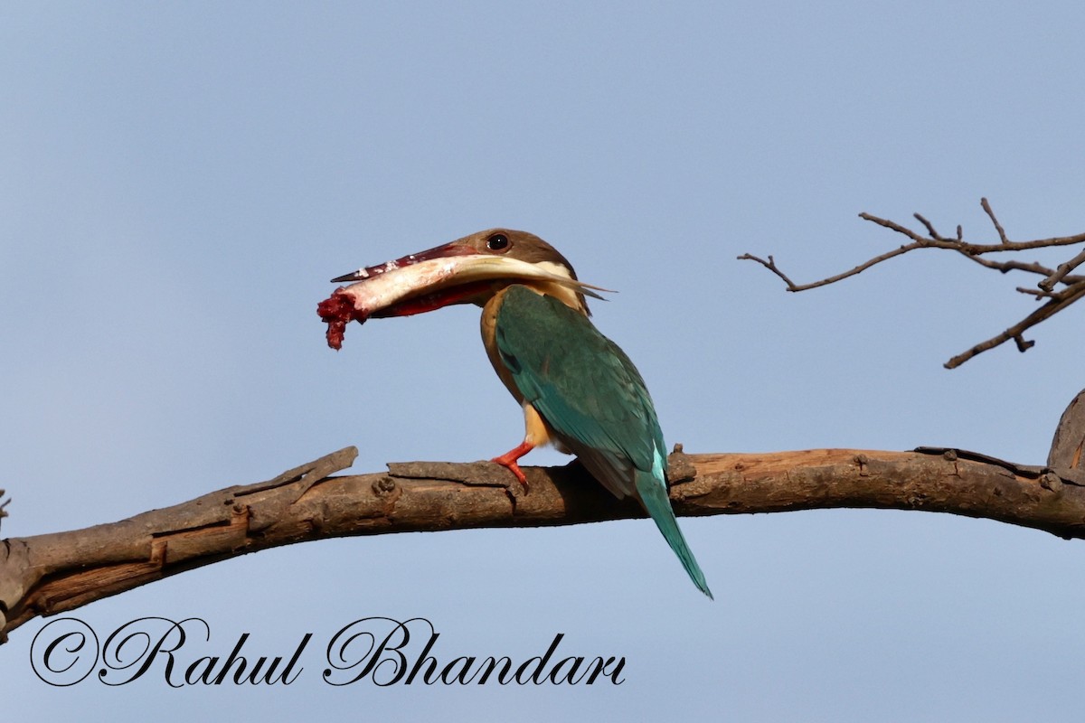 Stork-billed Kingfisher - Rahul Bhandari