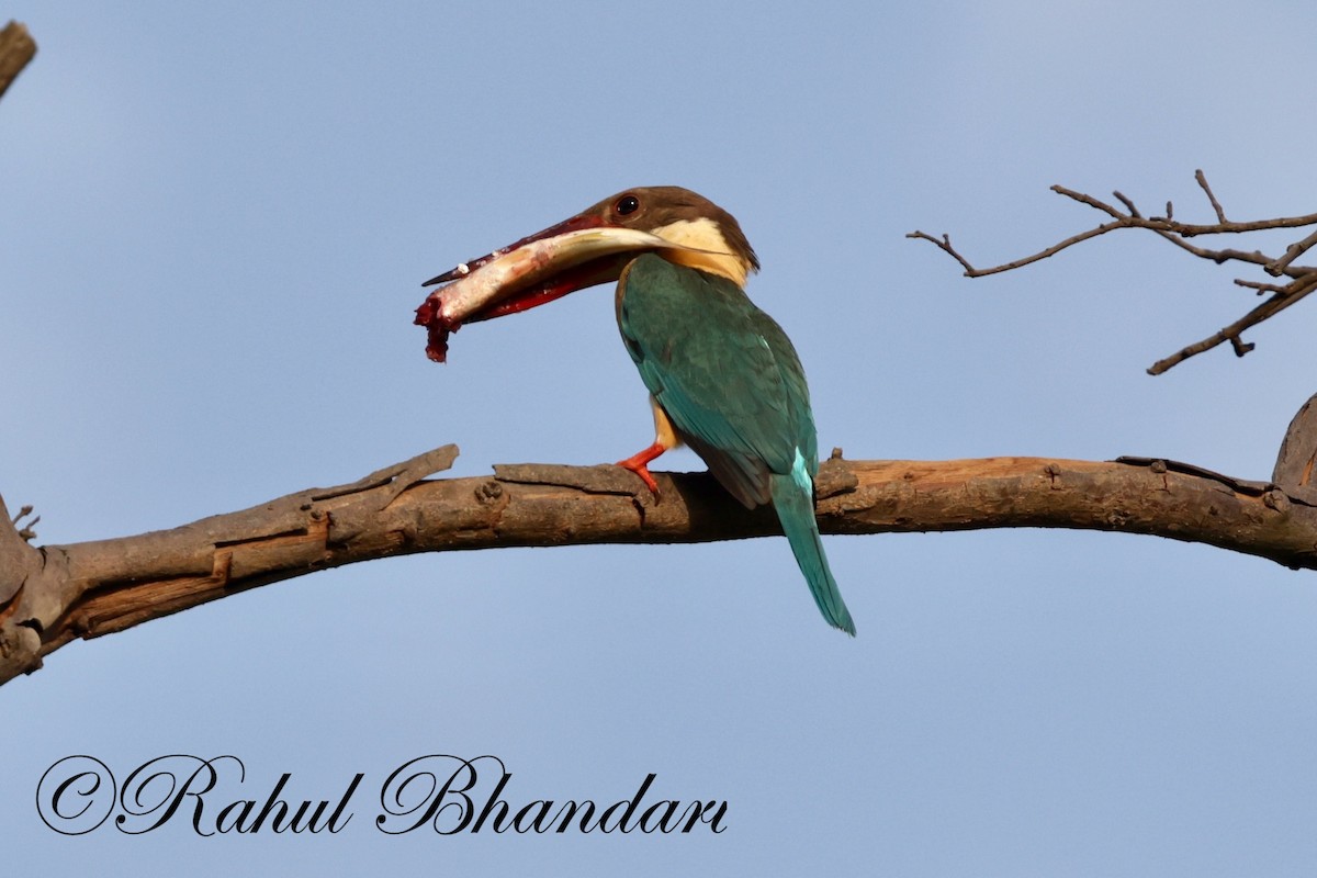 Stork-billed Kingfisher - Rahul Bhandari