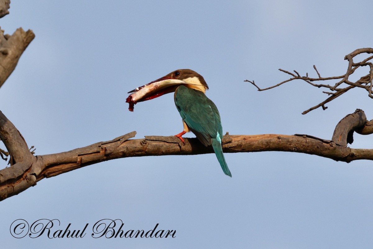 Stork-billed Kingfisher - Rahul Bhandari