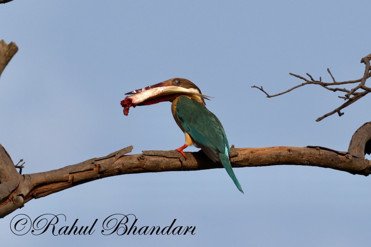 Stork-billed Kingfisher - Rahul Bhandari
