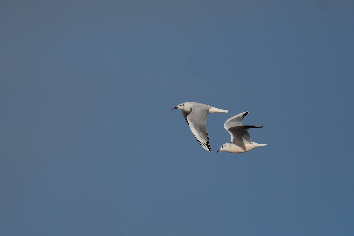 Brown-hooded Gull - Marcelo Cuadrado