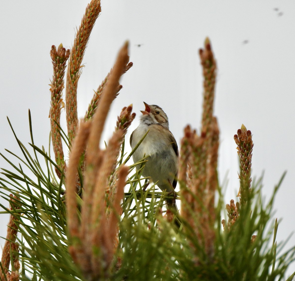 Clay-colored Sparrow - William McClellan