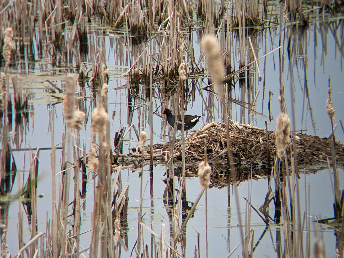 Common Gallinule - ML619626525