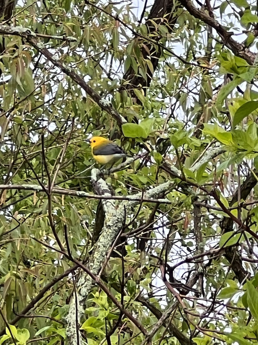 Prothonotary Warbler - Tiphanie Hoy