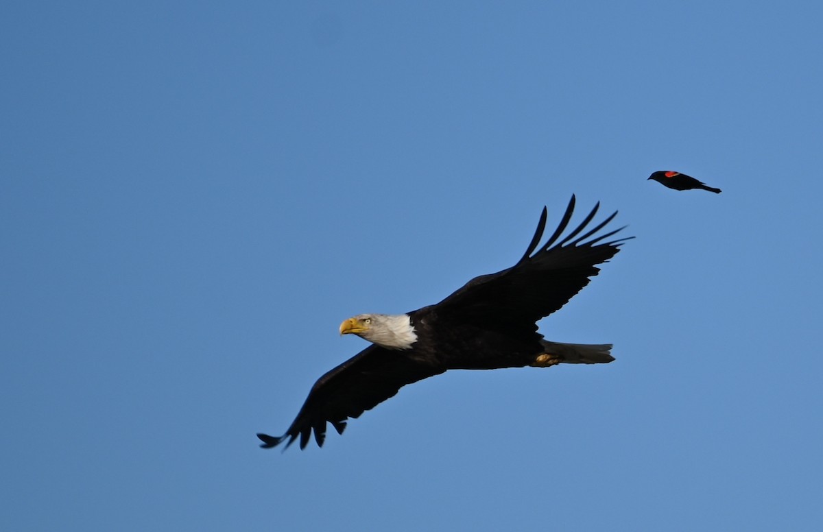 Bald Eagle - Marc Lewis