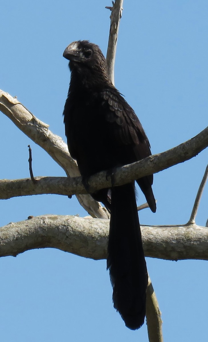 Smooth-billed Ani - ML619626532