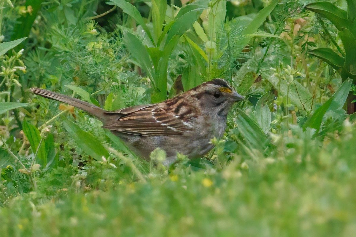 White-throated Sparrow - Samuel Schmidt