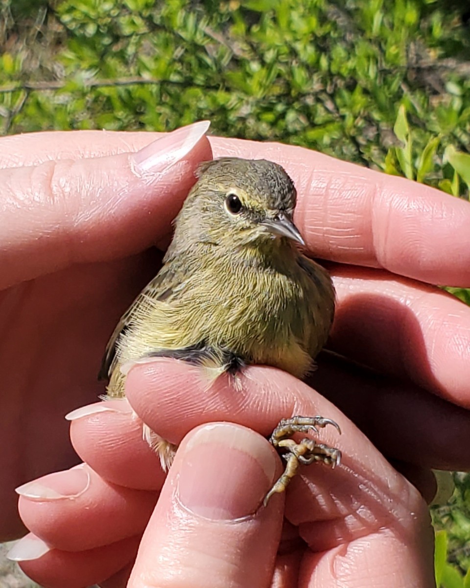 Orange-crowned Warbler - Nancy Cox