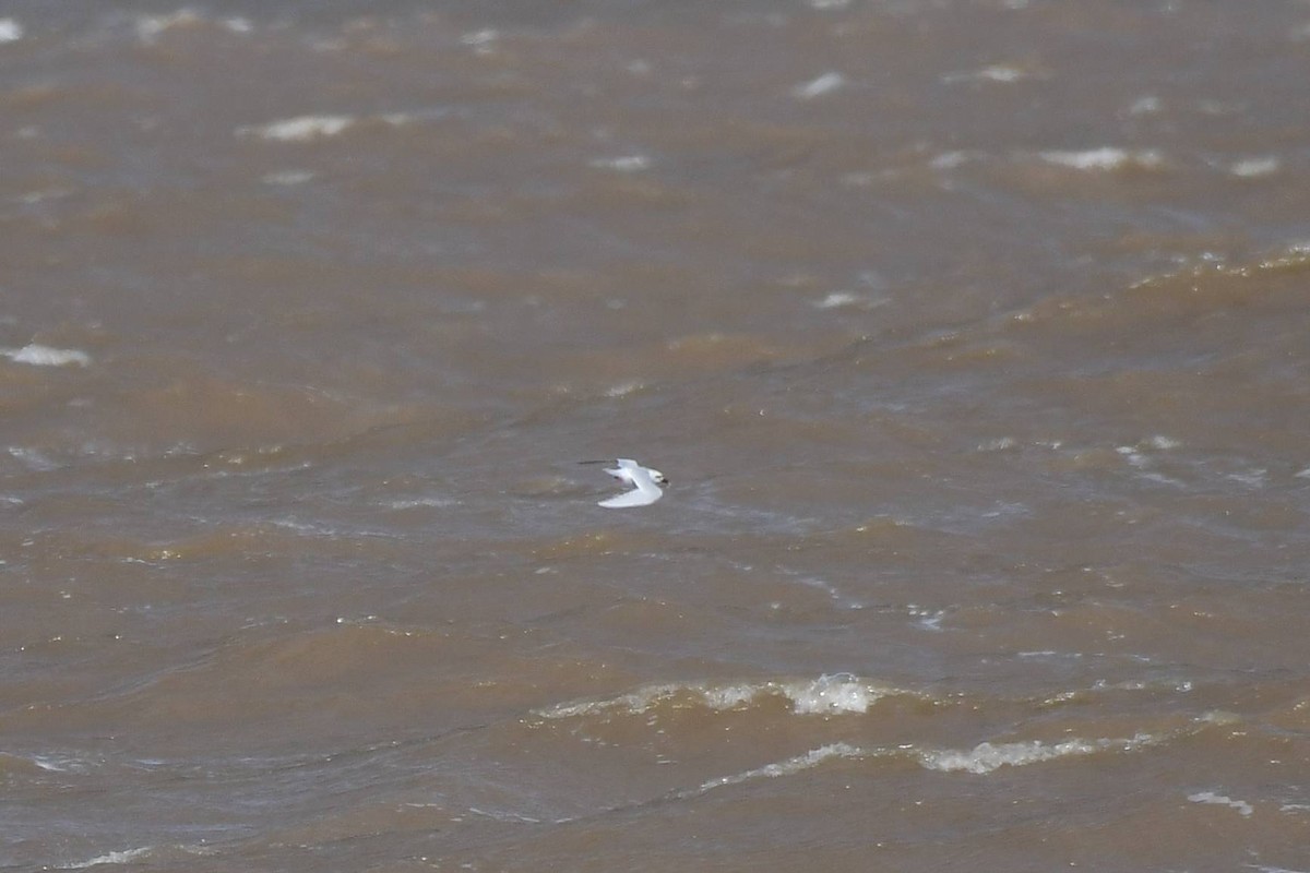 Snowy-crowned Tern - Marcelo Cuadrado