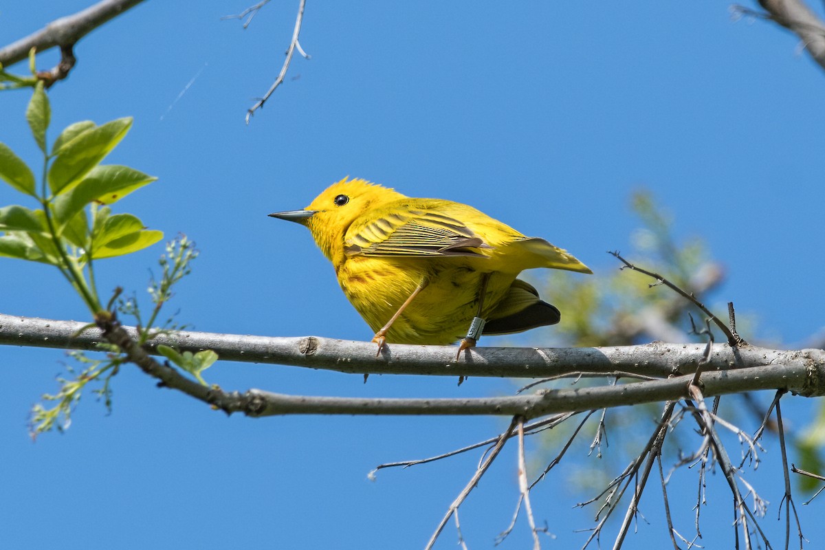 Yellow Warbler - Brian McGee
