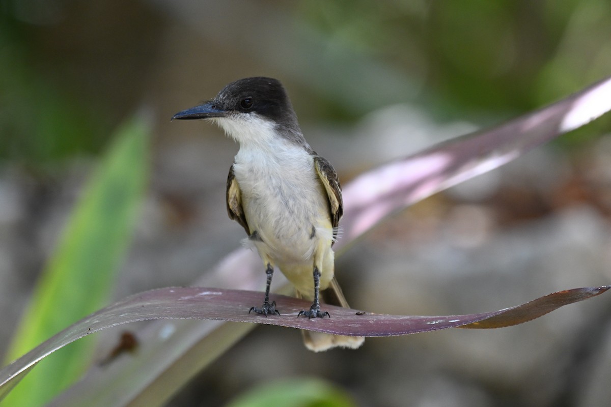 Loggerhead Kingbird - Simon Artuch