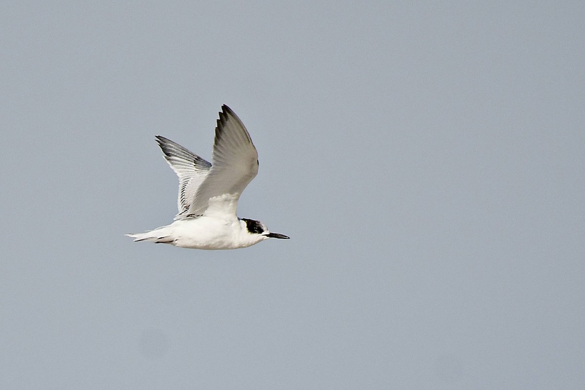 South American Tern - Marcelo Cuadrado