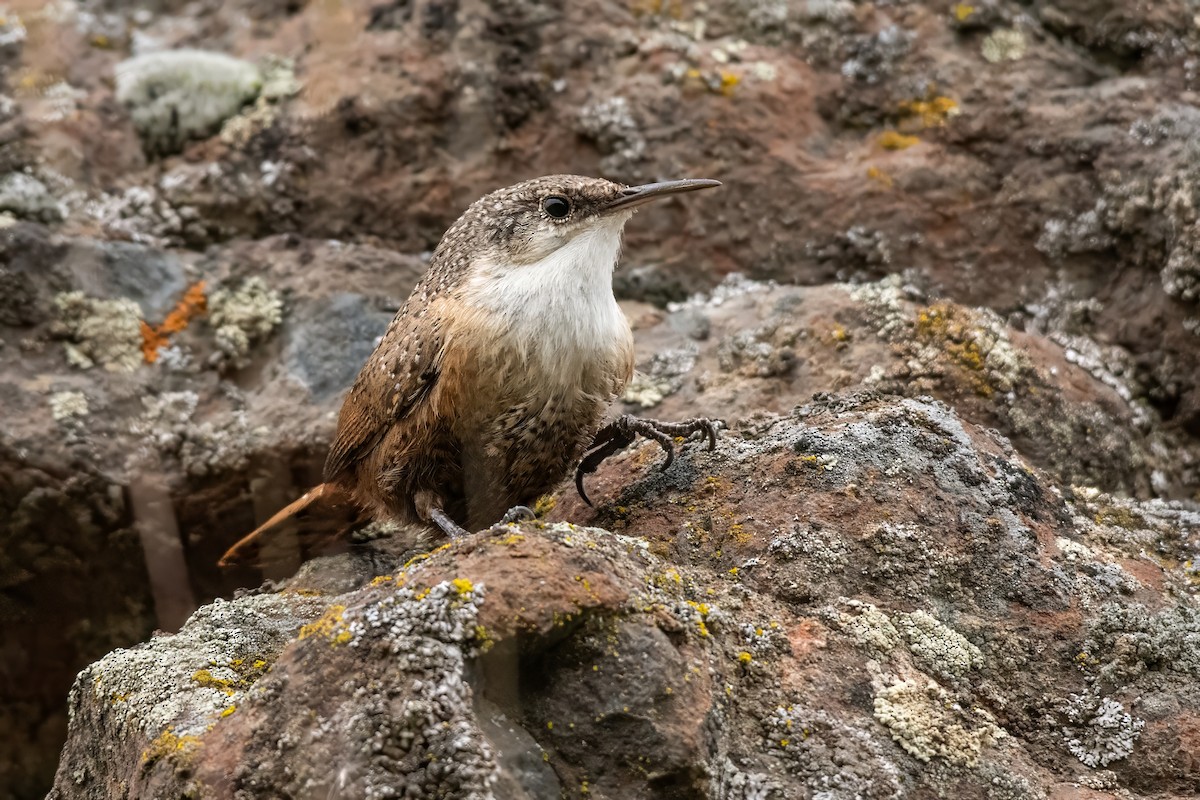 Canyon Wren - Dominic More O’Ferrall