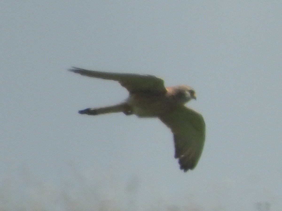 Lesser Kestrel - Val Milek