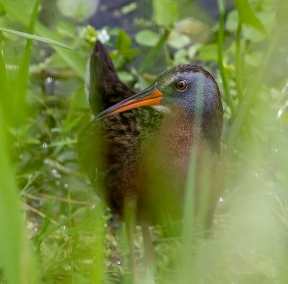 Virginia Rail - Richard Skevington