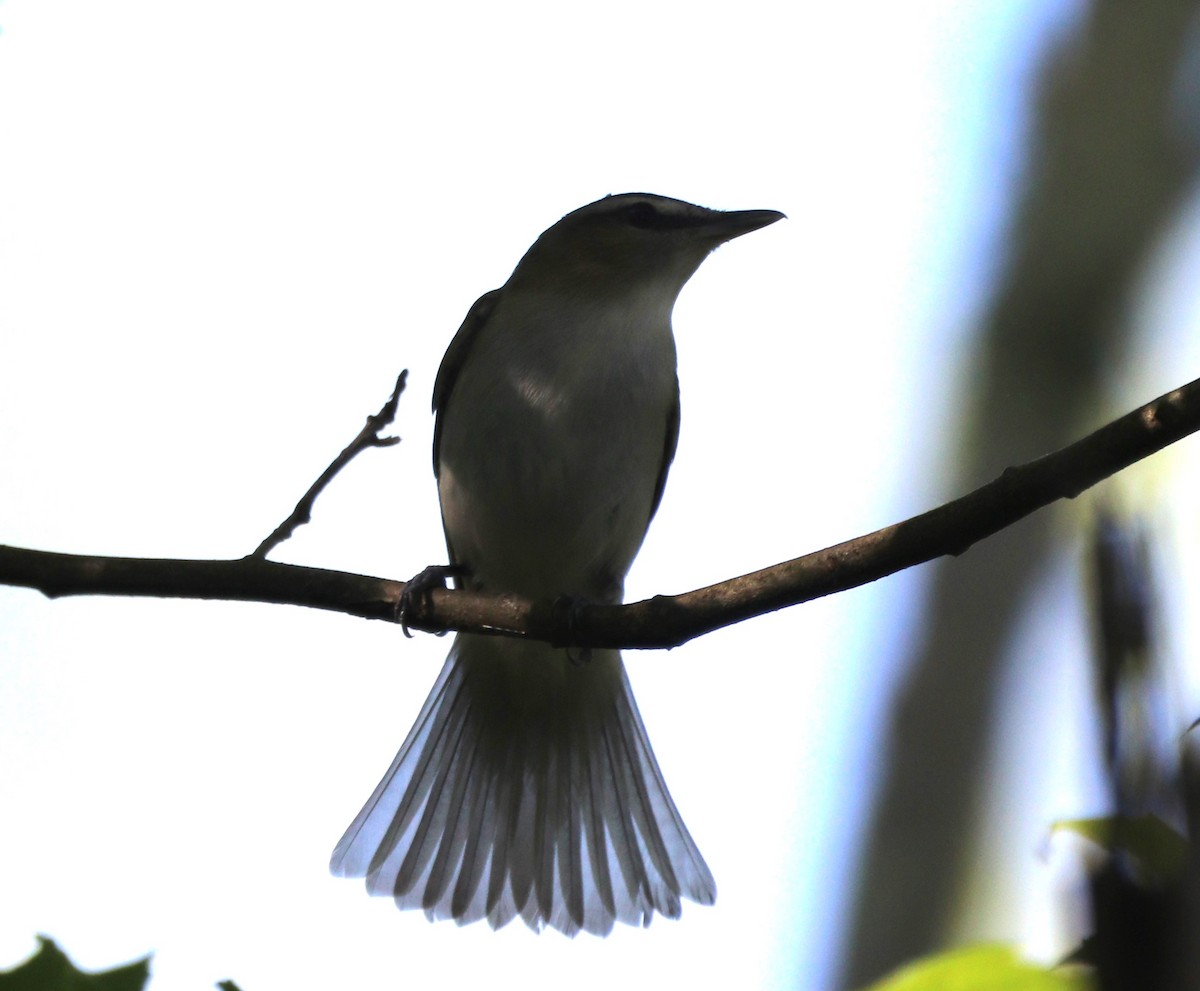 Red-eyed Vireo - MA 2