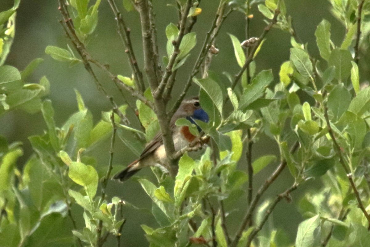 Bluethroat - Jan Roedolf