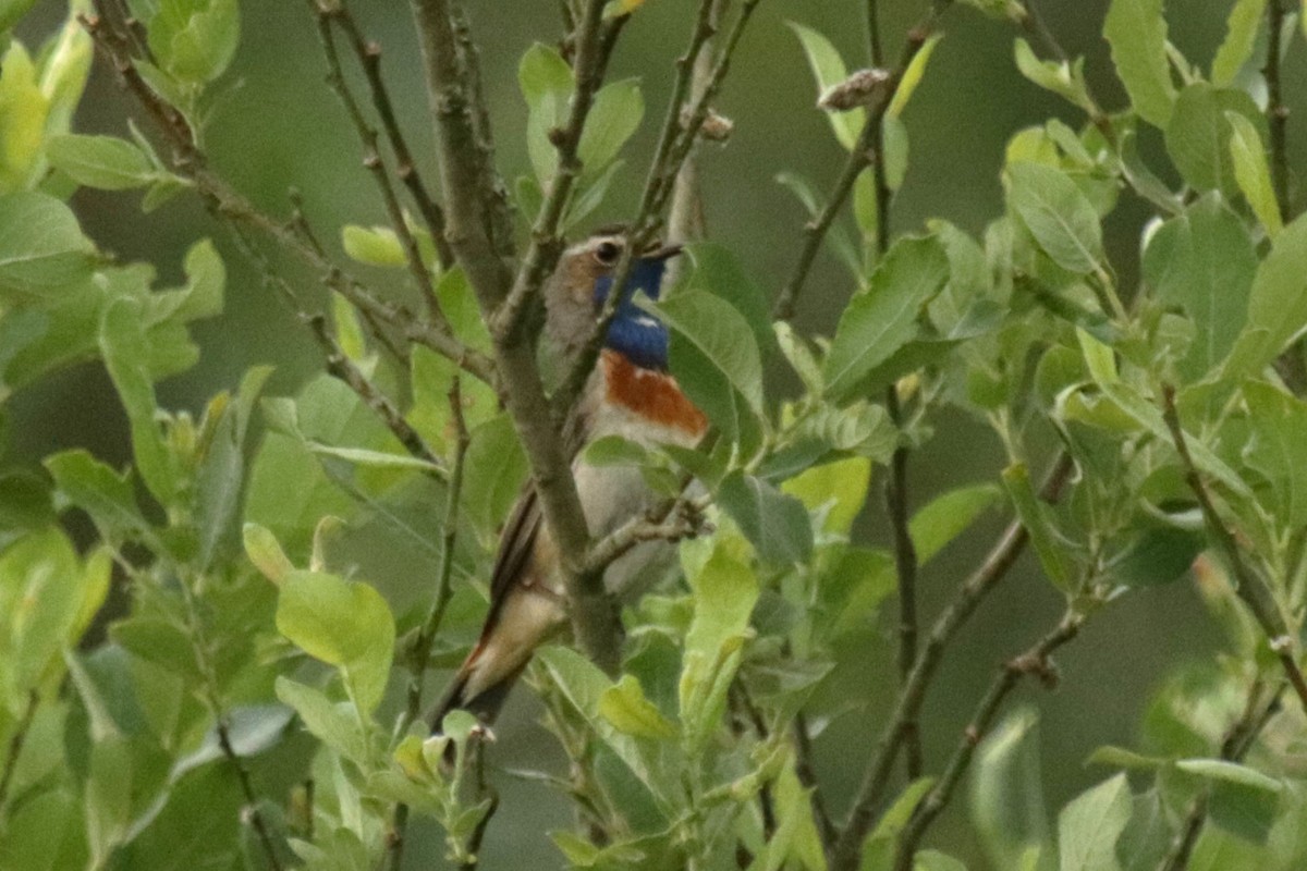 Bluethroat - Jan Roedolf