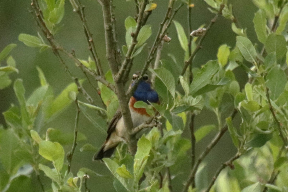 Bluethroat - ML619626582