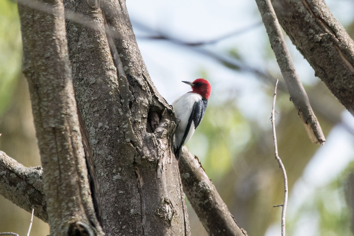 Red-headed Woodpecker - Brian McGee