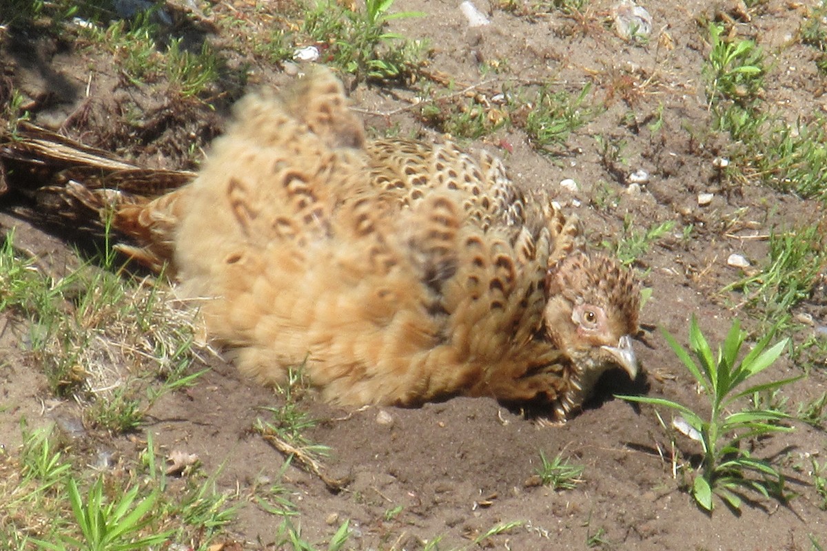 Ring-necked Pheasant - Alex Press