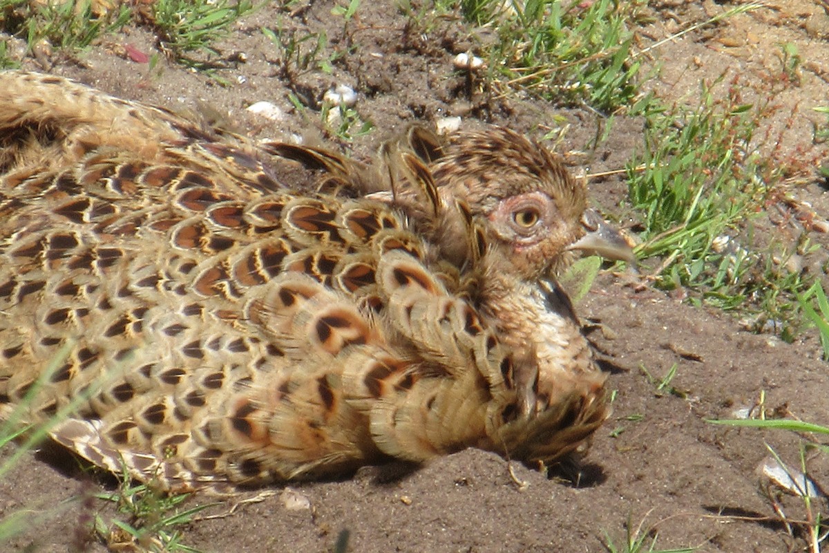 Ring-necked Pheasant - Alex Press