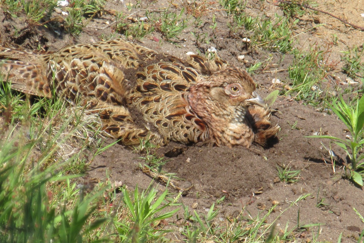 Ring-necked Pheasant - Alex Press