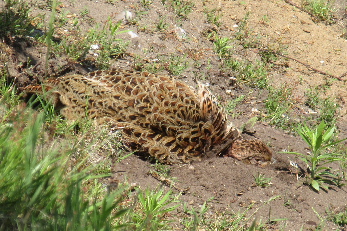 Ring-necked Pheasant - Alex Press