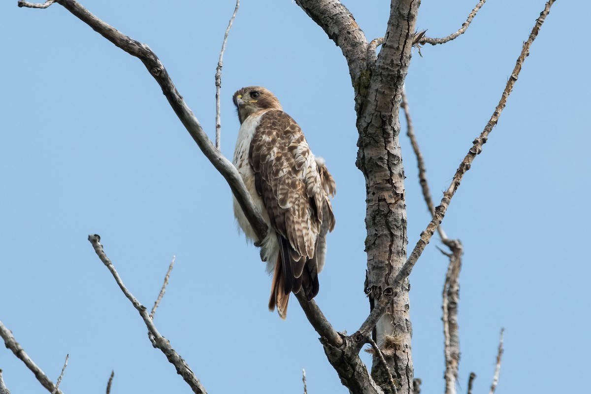 Red-tailed Hawk - Brian McGee