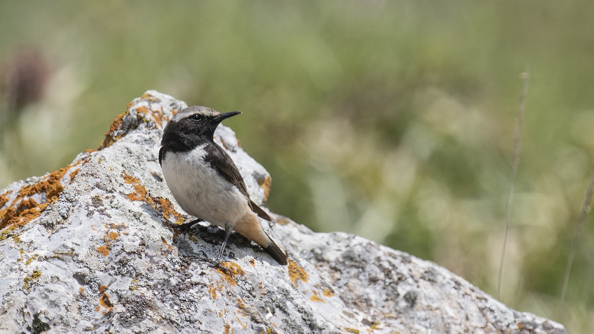 Kurdish Wheatear - ML619626598