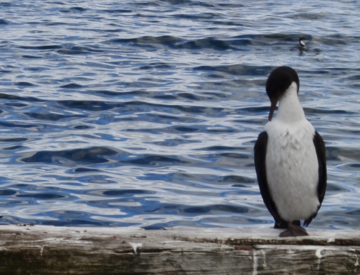 Imperial Cormorant - ML619626606