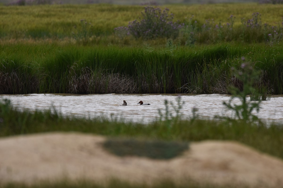 Common Pochard - ML619626607