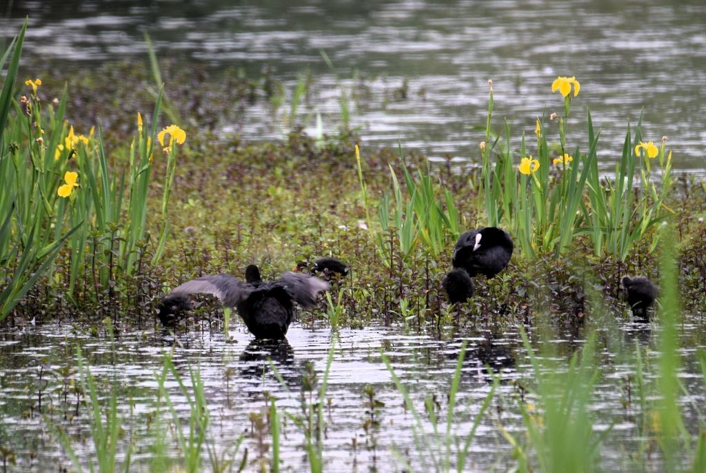 Eurasian Coot - ML619626610