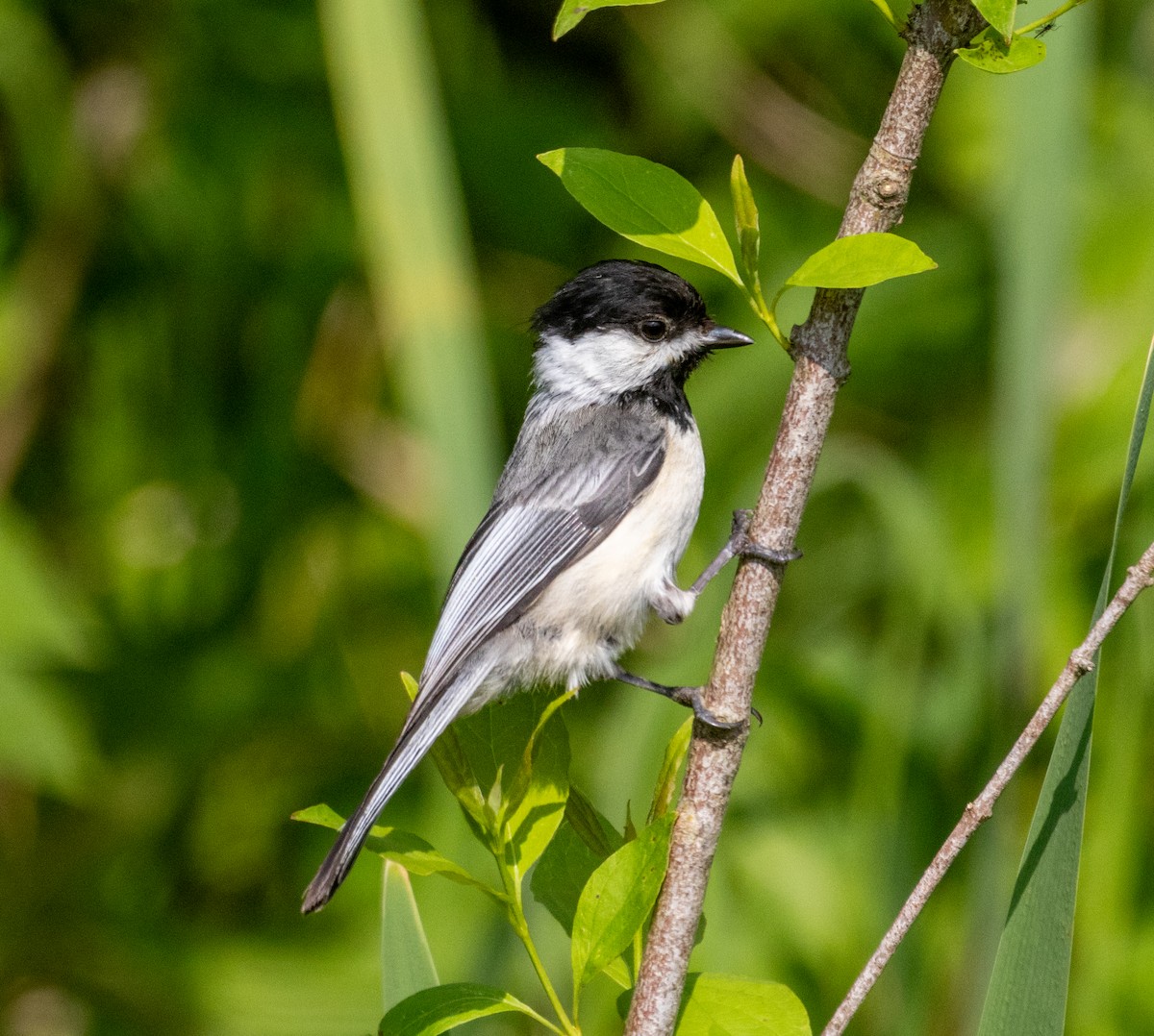 Black-capped Chickadee - Richard Skevington