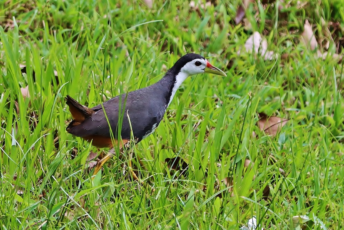 White-breasted Waterhen - Volker Lange