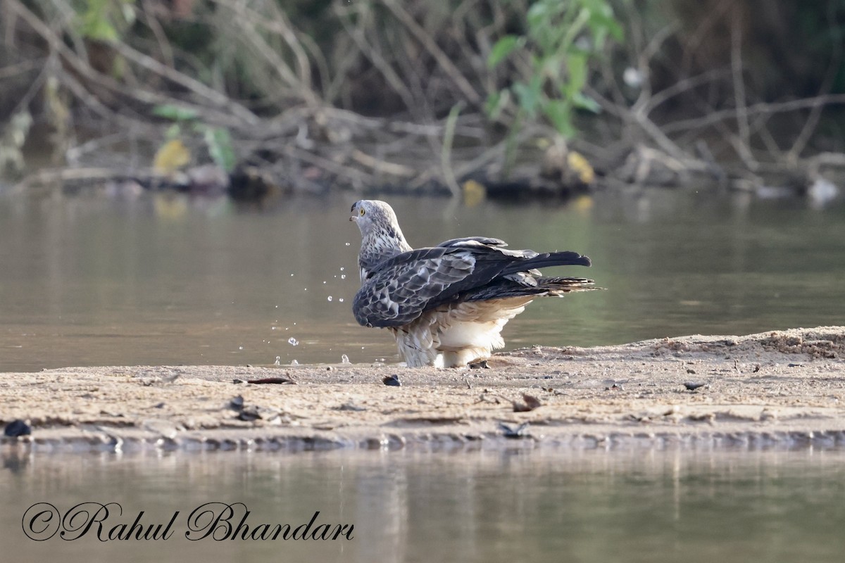 Changeable Hawk-Eagle - Rahul Bhandari