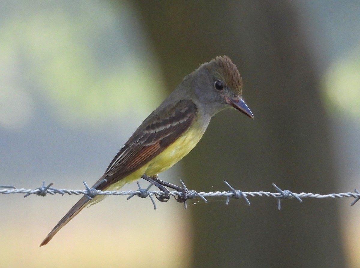 Great Crested Flycatcher - Eric Haskell