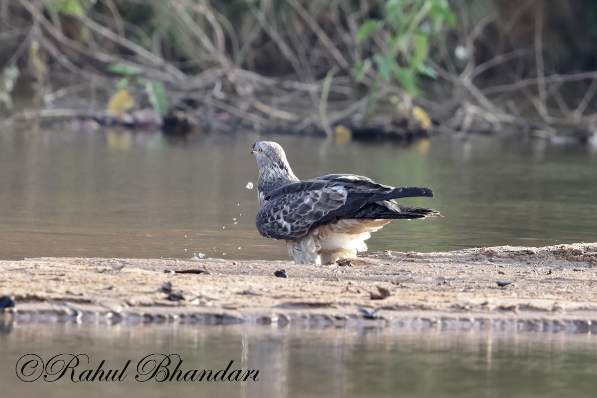 Changeable Hawk-Eagle - Rahul Bhandari