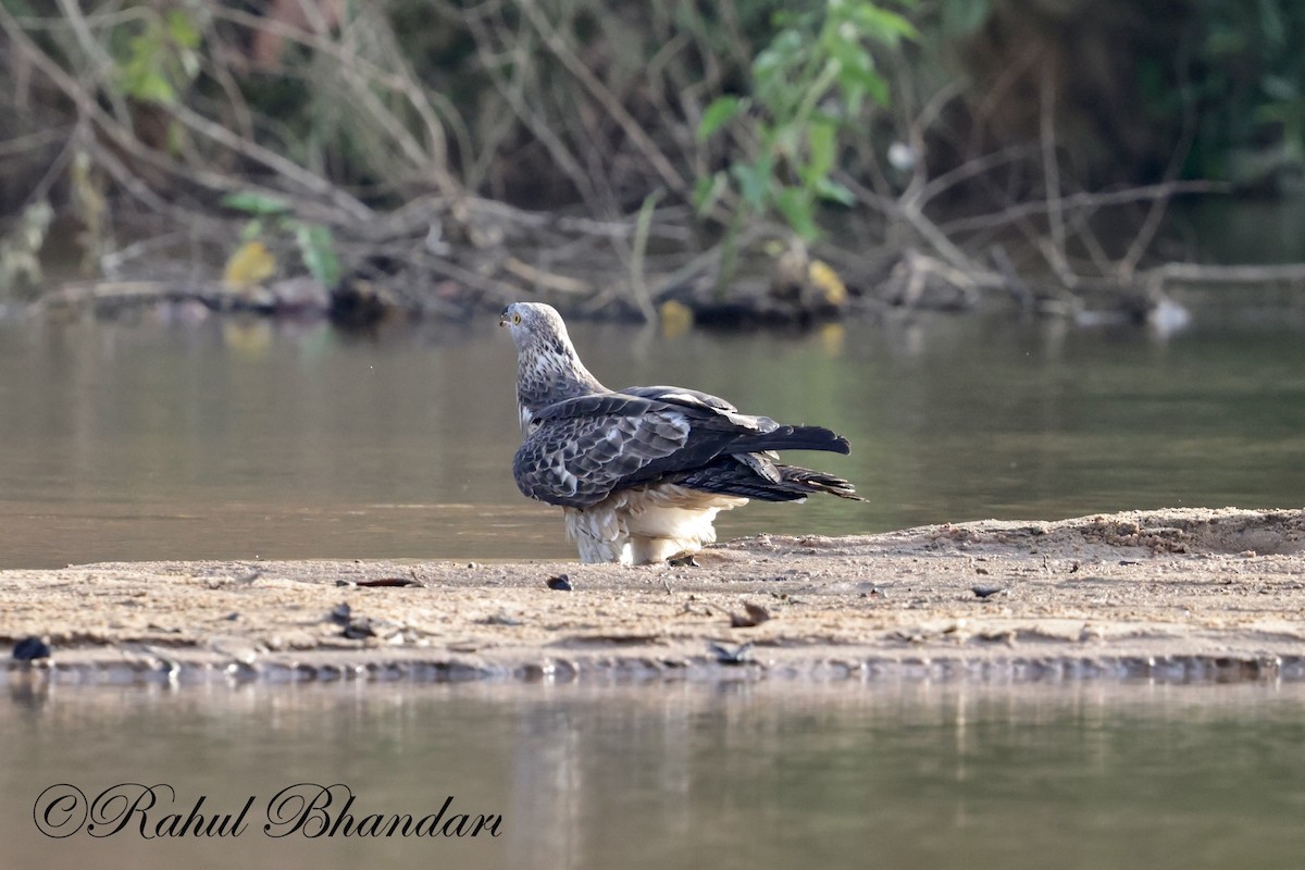 Changeable Hawk-Eagle - Rahul Bhandari