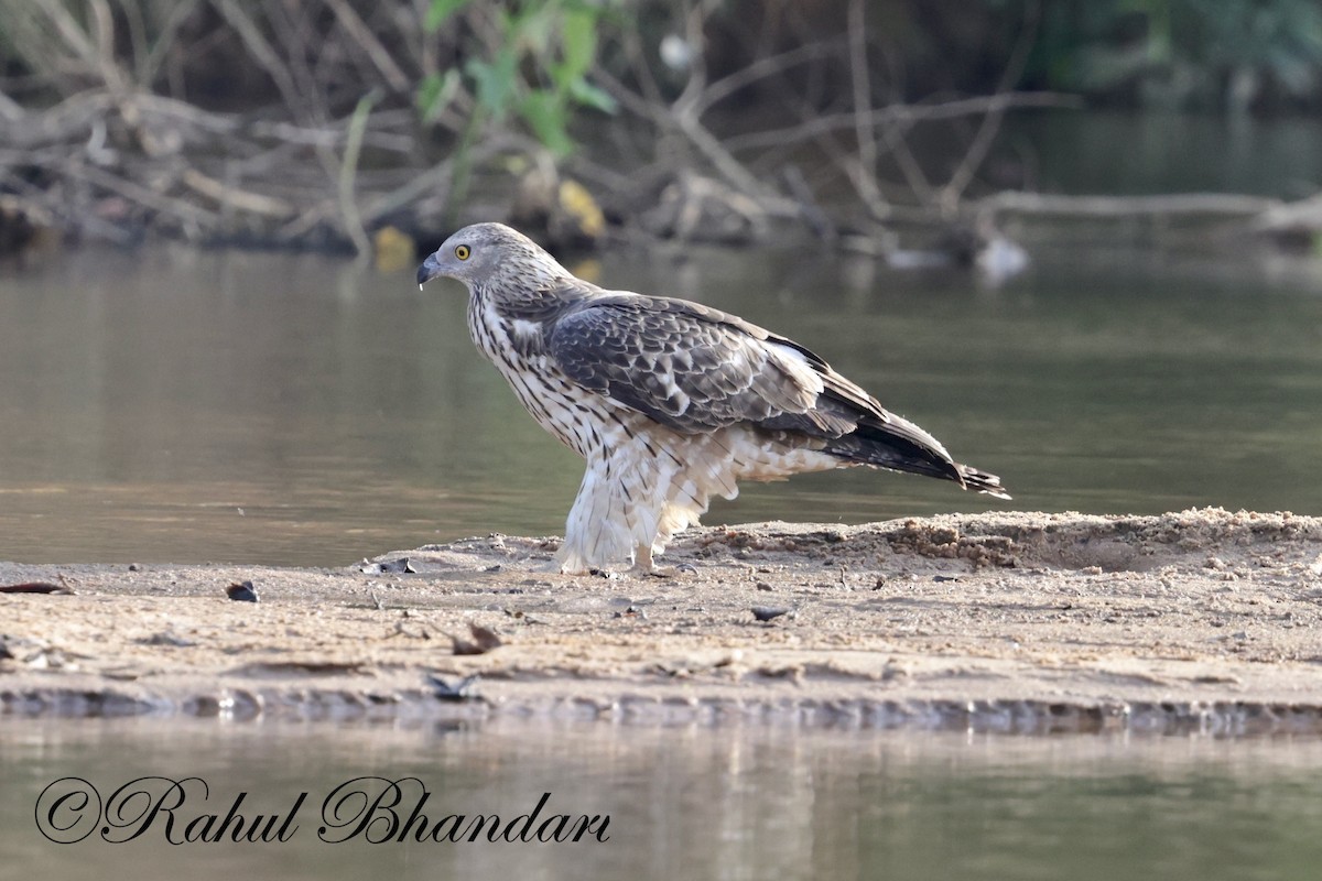 Changeable Hawk-Eagle - Rahul Bhandari