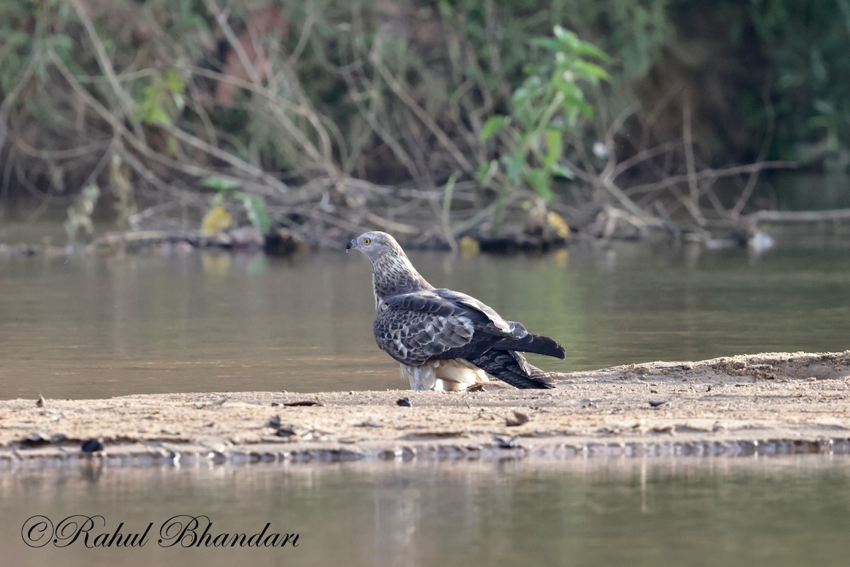 Changeable Hawk-Eagle - Rahul Bhandari