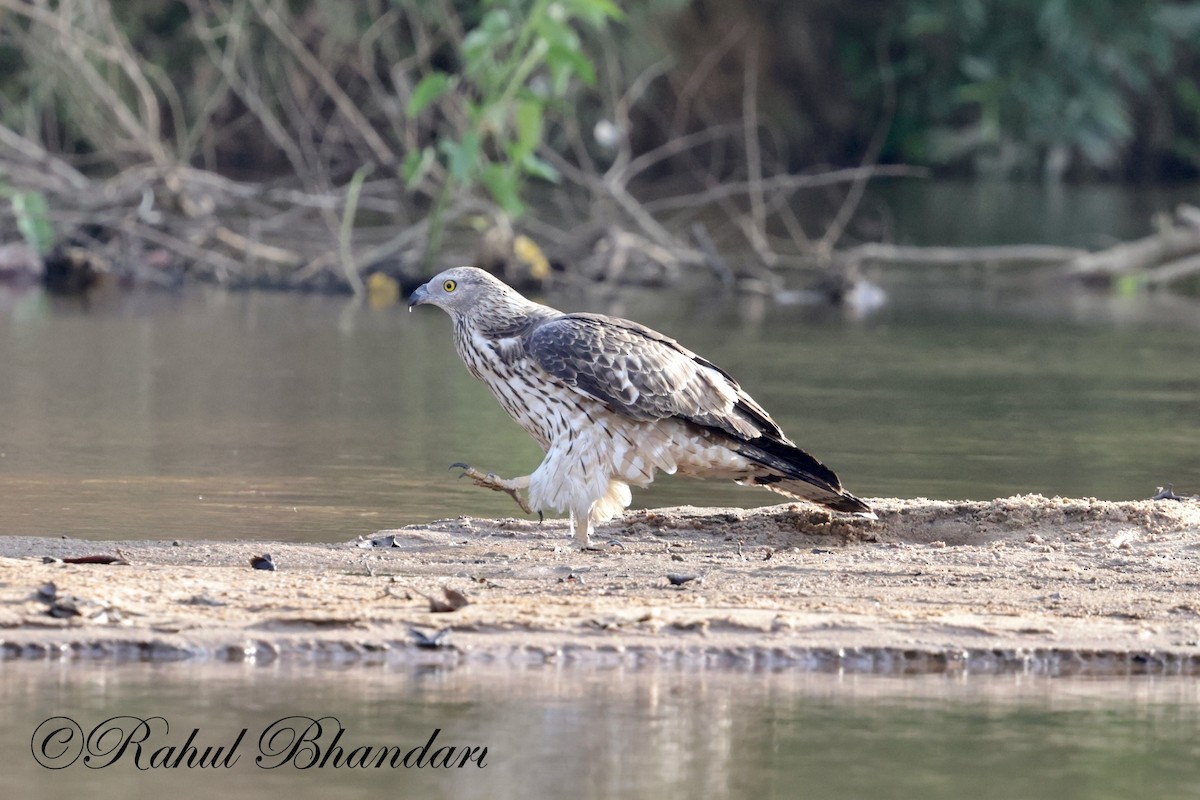 Changeable Hawk-Eagle - Rahul Bhandari