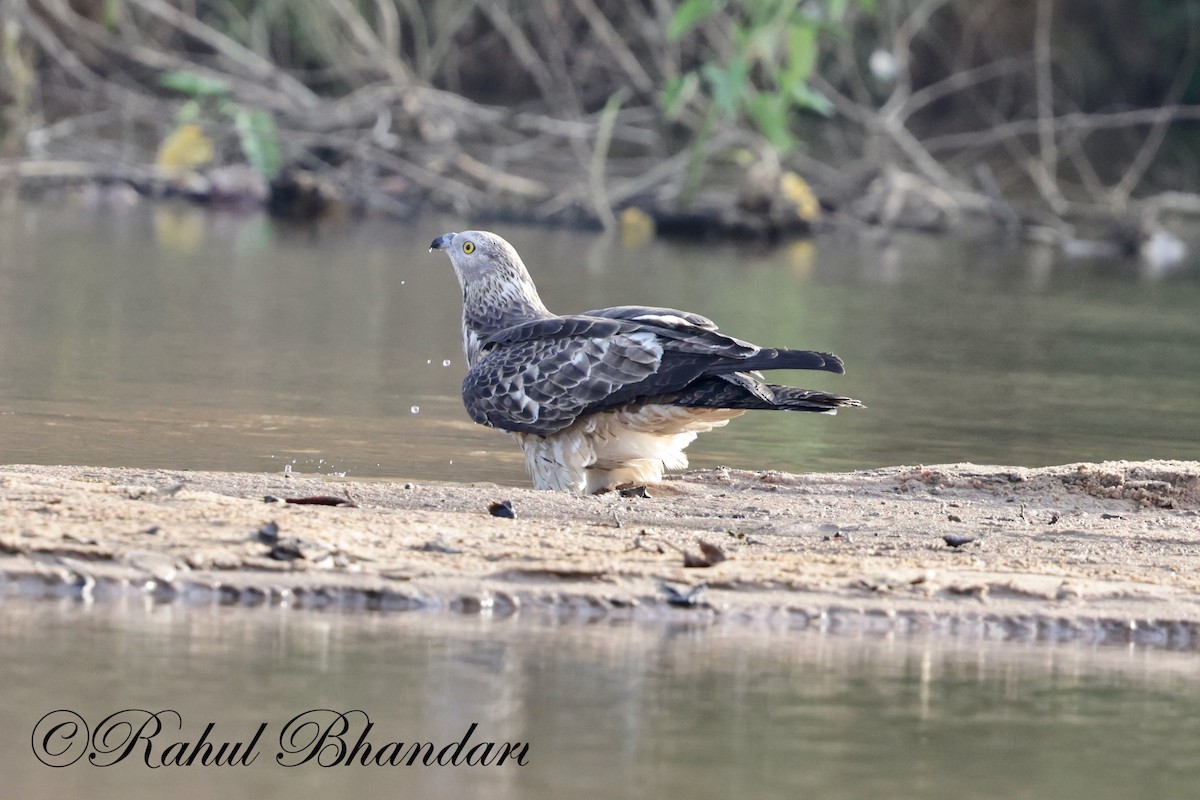 Changeable Hawk-Eagle - Rahul Bhandari