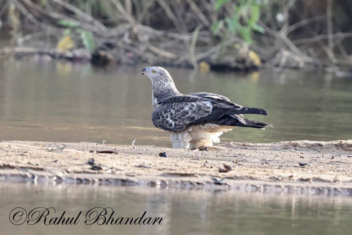 Changeable Hawk-Eagle - Rahul Bhandari