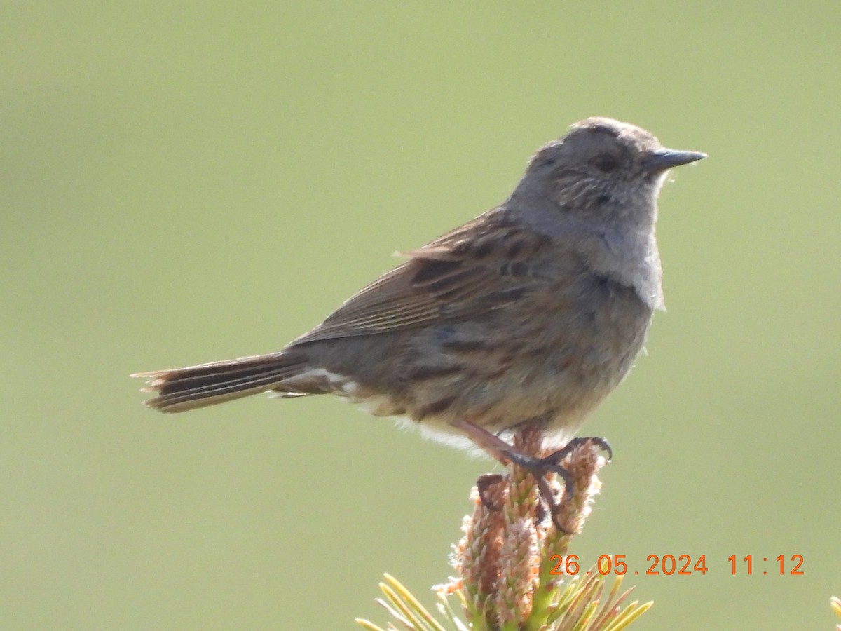 Dunnock - José Ignacio Sáenz Gaitan