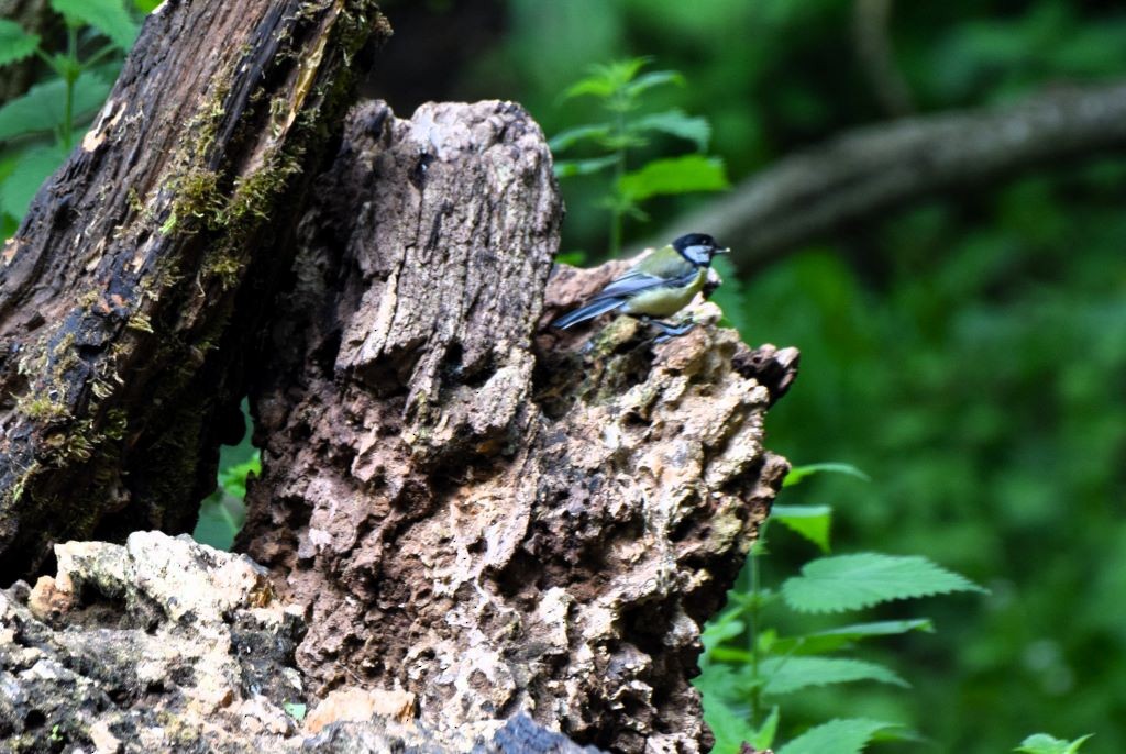 Great Tit - ML619626637