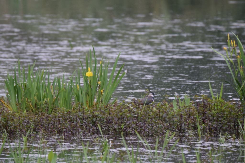 Northern Lapwing - Nick Layt